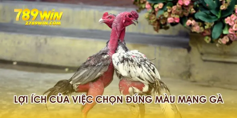 Tầm quan trọng của việc chọn đúng màu mạng gà