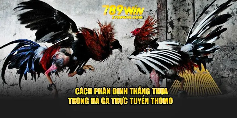 Cách phân định thắng thua trong đá gà trực tuyến Thomo 