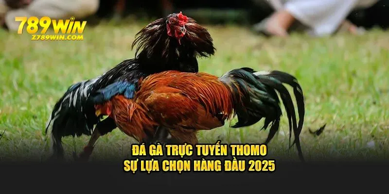 Đá gà trực tuyến thomo