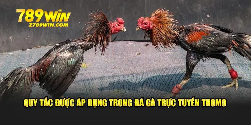 Quy tắc được áp dụng trong đá gà trực tuyến Thomo 