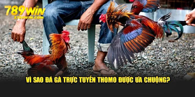 Vì sao đá gà trực tuyến Thomo được ưa chuộng?